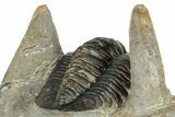 Hollardops Trilobite Fossil With Cornuproetus - Ofaten, Morocco #327548-10